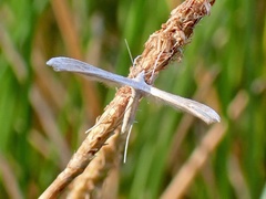 Stenoptilia