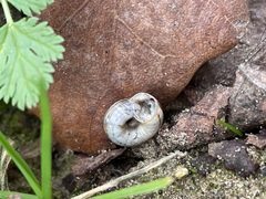 Xerolenta obvia