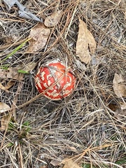Amanita muscaria flavivolvata