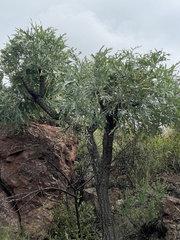 Cussonia paniculata sinuata