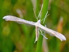 Stenoptilia