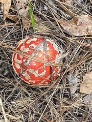 Amanita muscaria flavivolvata