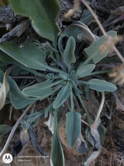 Physaria purpurea
