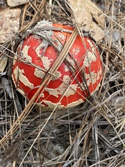 Amanita muscaria flavivolvata