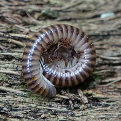 Leptogoniulus sorornus