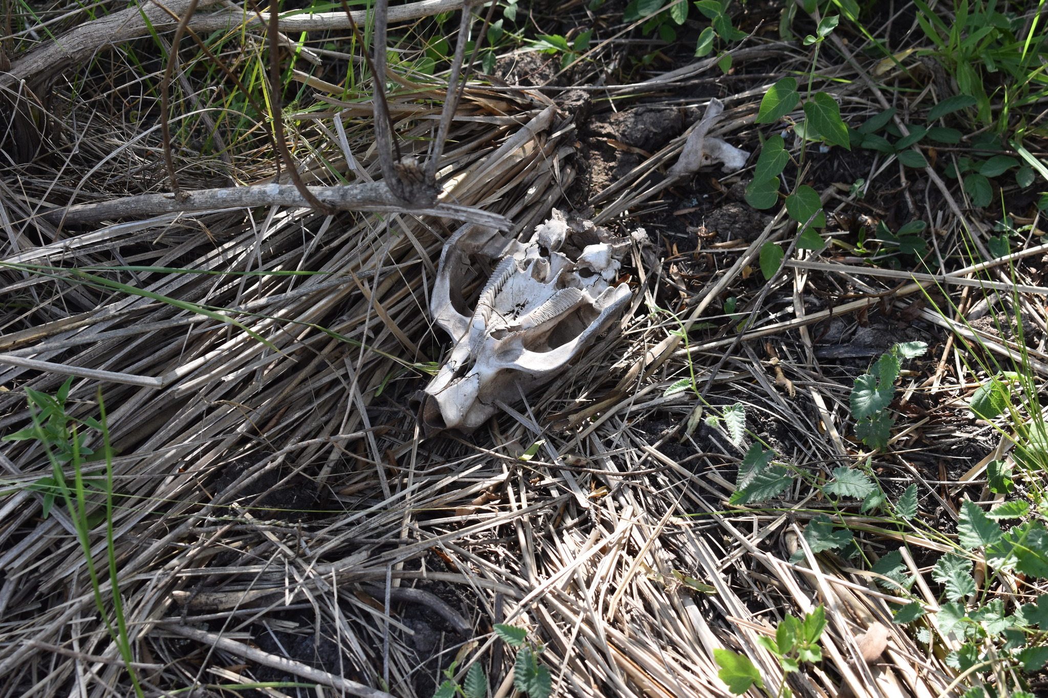 Hydrochoerus hydrochaeris (Linnaeus, 1766)