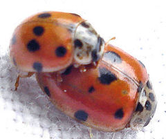 Adalia decempunctata