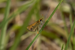 Taractrocera papyria agraulia