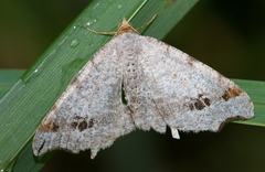 Macaria alternata