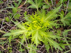 Sanicula arctopoides