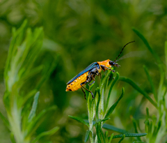 Chauliognathus tricolor