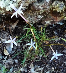 Lithotoma axillaris