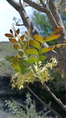 Ptaeroxylon obliquum