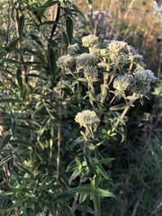 Pycnanthemum verticillatum