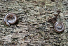 Leptogoniulus sorornus