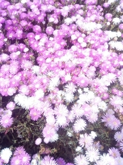 Lampranthus