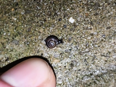 Xerotricha conspurcata