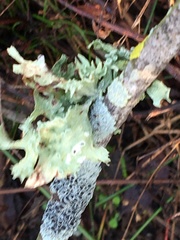 Ramalina complanata