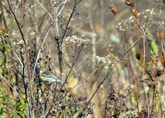Setophaga coronata coronata