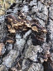 Gloeophyllum protractum