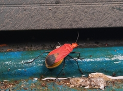 Dindymus sanguineus