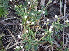 Gomphrenoideae