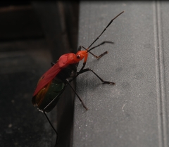 Dindymus sanguineus