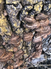 Gloeophyllum protractum