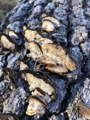 Gloeophyllum protractum