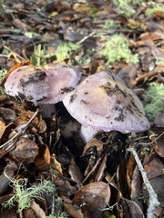 Cortinarius salor