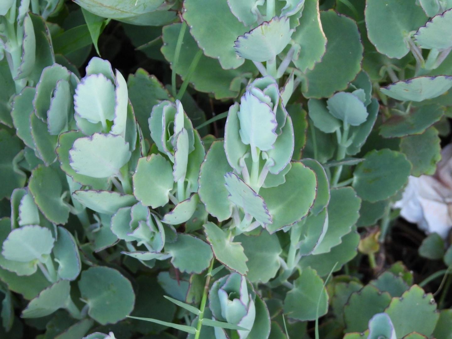 Kalanchoe laxiflora