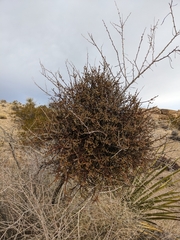 Phoradendron californicum