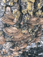 Gloeophyllum protractum