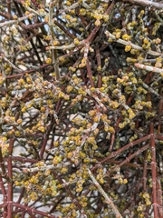 Phoradendron californicum