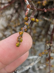 Phoradendron californicum