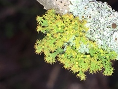 Teloschistes exilis