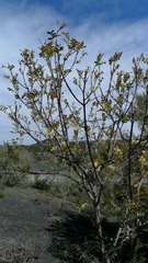 Ptaeroxylon obliquum