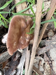 Laccaria amethysteo-occidentalis