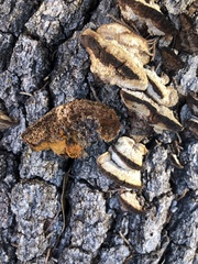 Gloeophyllum protractum