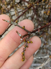 Phoradendron californicum