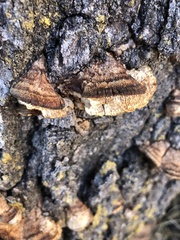 Gloeophyllum protractum