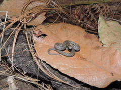 Storeria storerioides