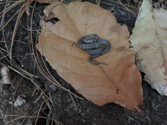 Storeria storerioides