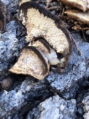 Gloeophyllum protractum