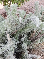 Artemisia pycnocephala