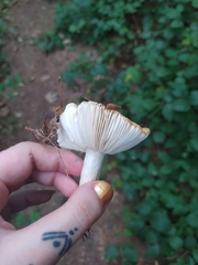Russula ochroleuca