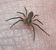 Philodromidae