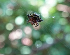 Gasteracantha rhomboidea comorensis