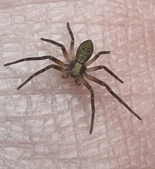 Philodromidae