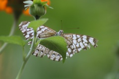 Hamadryas glauconome